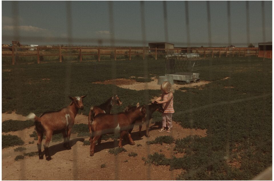 A child interacts with four goats inside a fenced field on a sunny day.