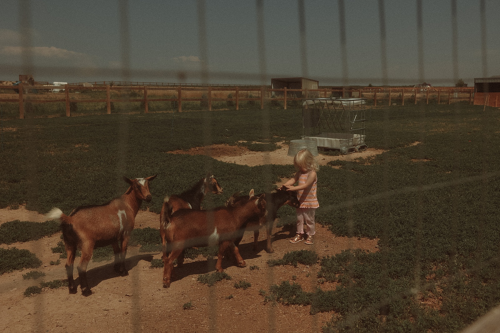 A child stands in a fenced grassy area feeding four goats. The setting appears rural, with a few structures in the background under a cloudy sky.